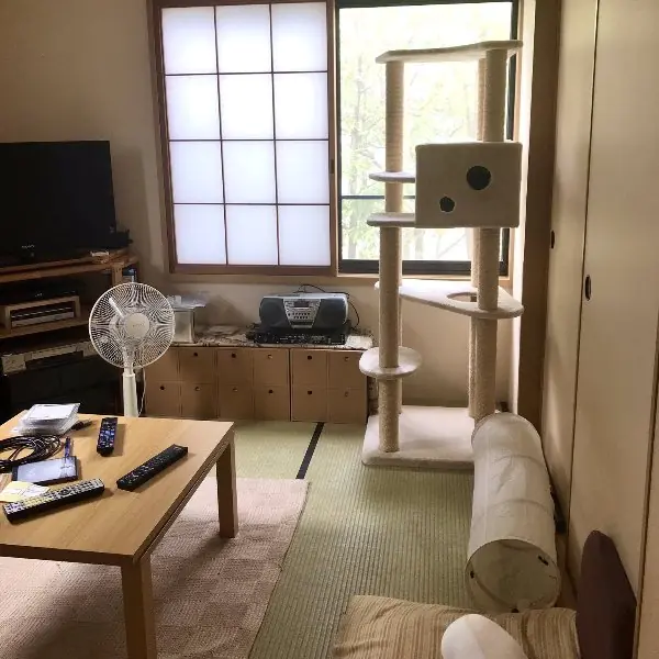 日本網路掀「照片找貓咪」大賽，難到第 3 張就放棄直接看解答...