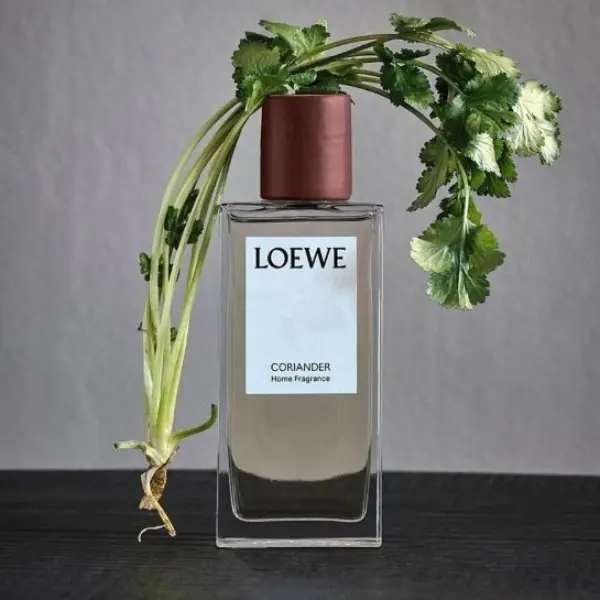 香菜控的勝利？L:A BRUKET、Loewe⋯這些國際知名品牌都推出「香菜香氛」，竟出乎意料的清新好聞？