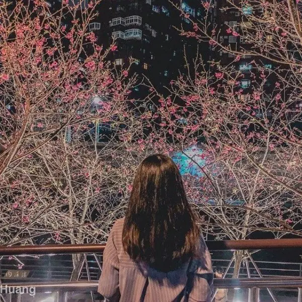 2021內湖樂活公園櫻花季 夜櫻越夜越美麗！交通資訊怎麼去