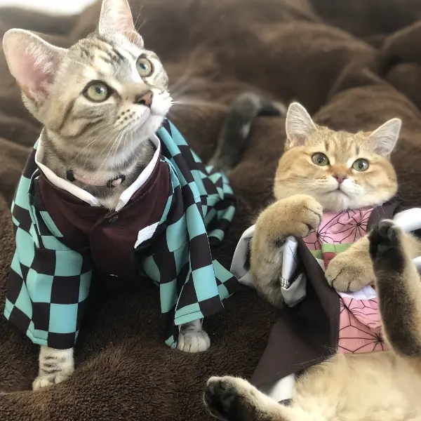 太欠吸！貓咪 Cosplay《鬼滅之刃》萌到融化，甚至神還原炭治郎狠咬禰豆子的漫畫情節？！