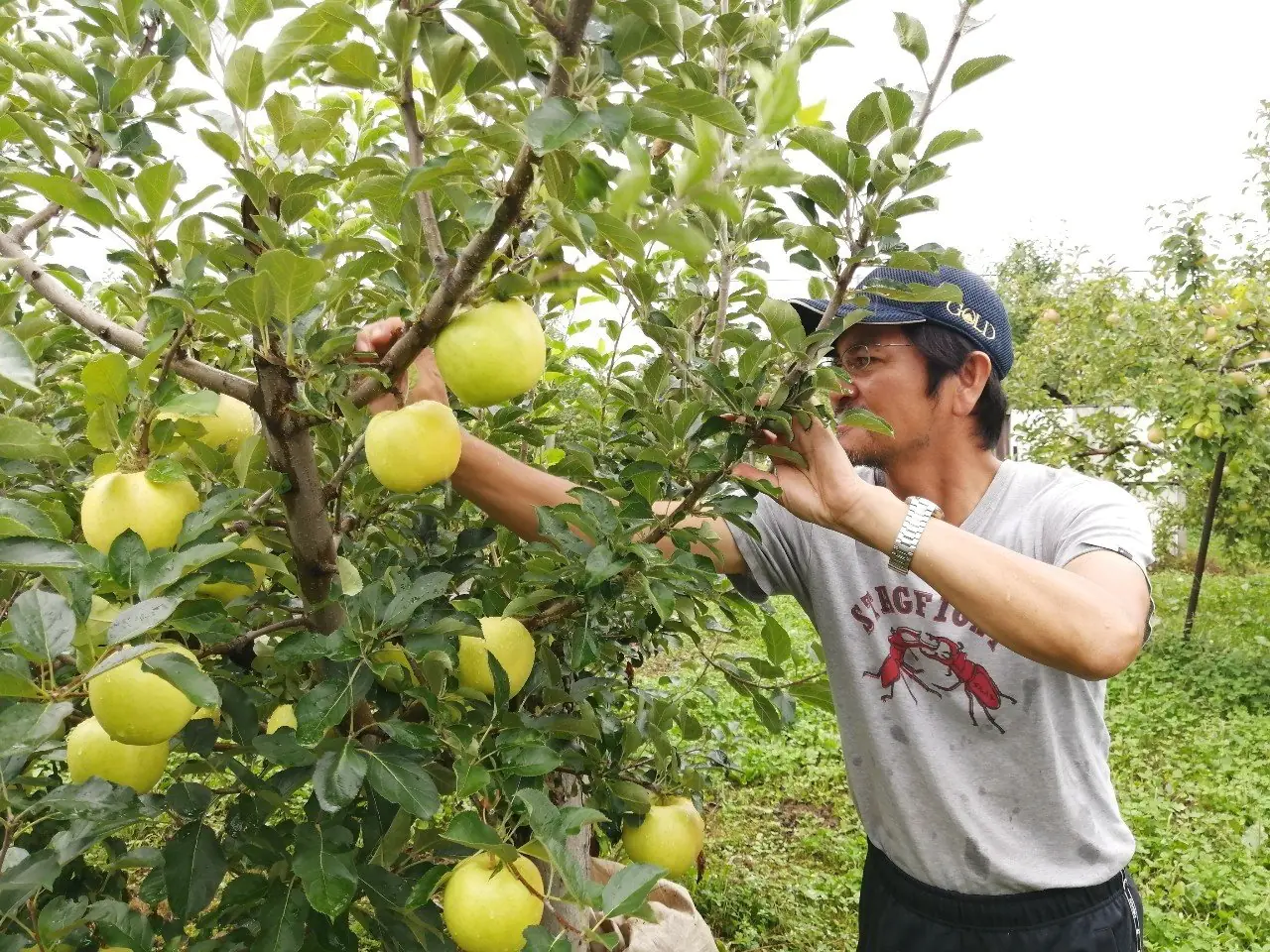 東洋的甜美風味！來自「日本第一的蘋果王國」青森縣，台灣也買得到！