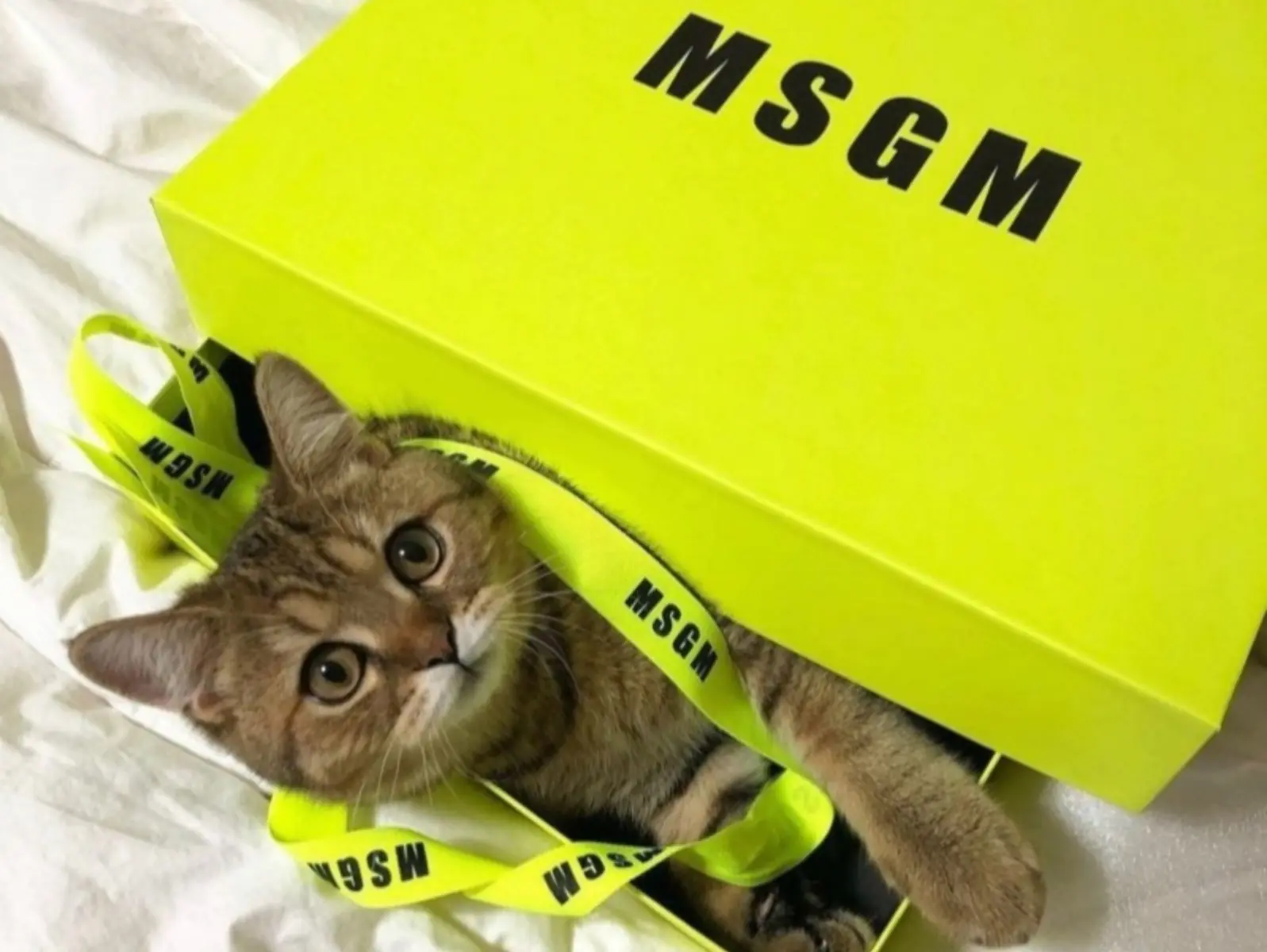貓奴必收！MSGM超萌印花穿上身！