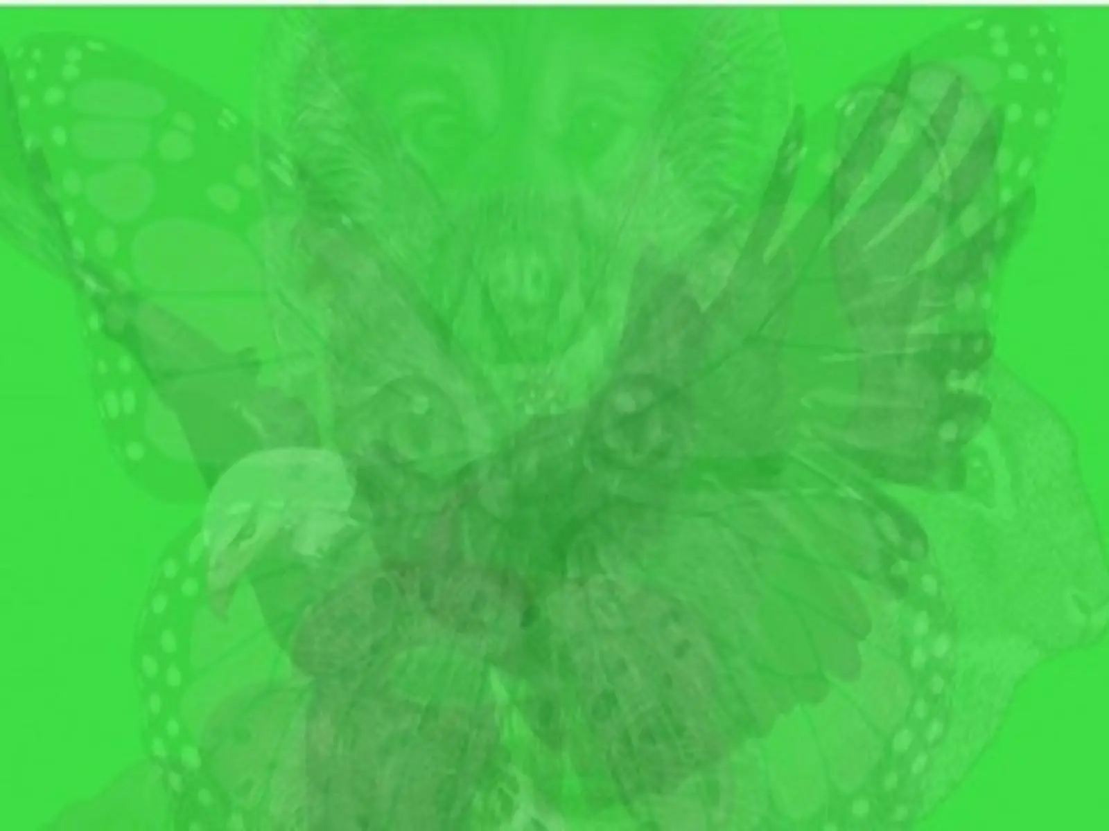 欠玩！韓國超神準「直覺型圖片」心理測驗，從第一眼看到的動物看出你內心不為人知的一面？！