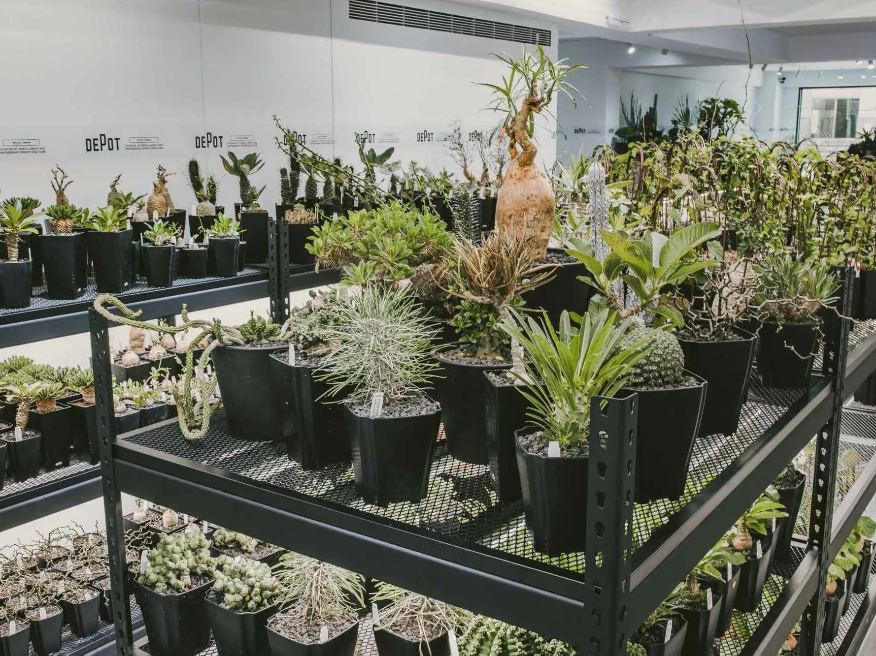 塊根植物／INVINCIBLE 全新品牌 DEPOT「塊根」台北東區限定市集開張，各位「植」男們記得前往！