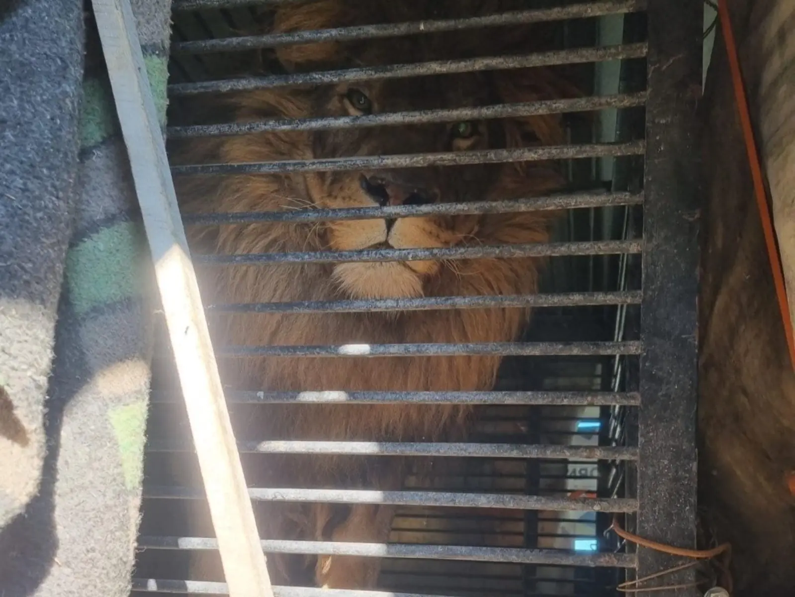 英男開「近 3,000 公里」車程穿越烏克蘭戰區，只為救出動物園受困的狼與獅子！