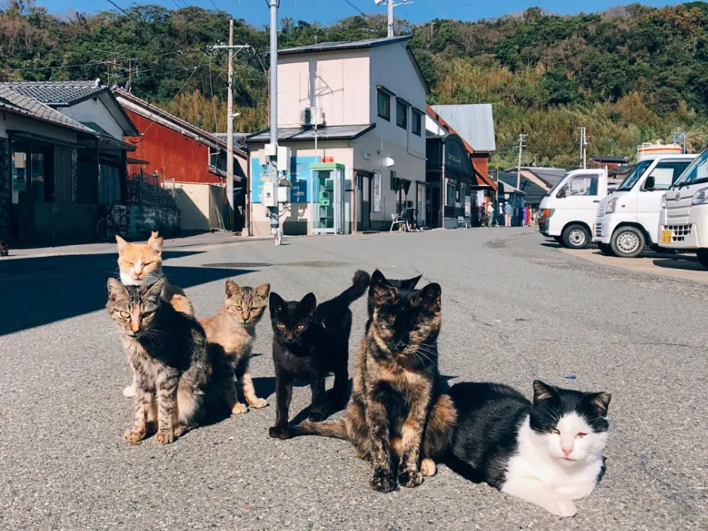 貓奴必朝聖！日本 3 大「貓島」推薦：青島、相島、佐柳島！