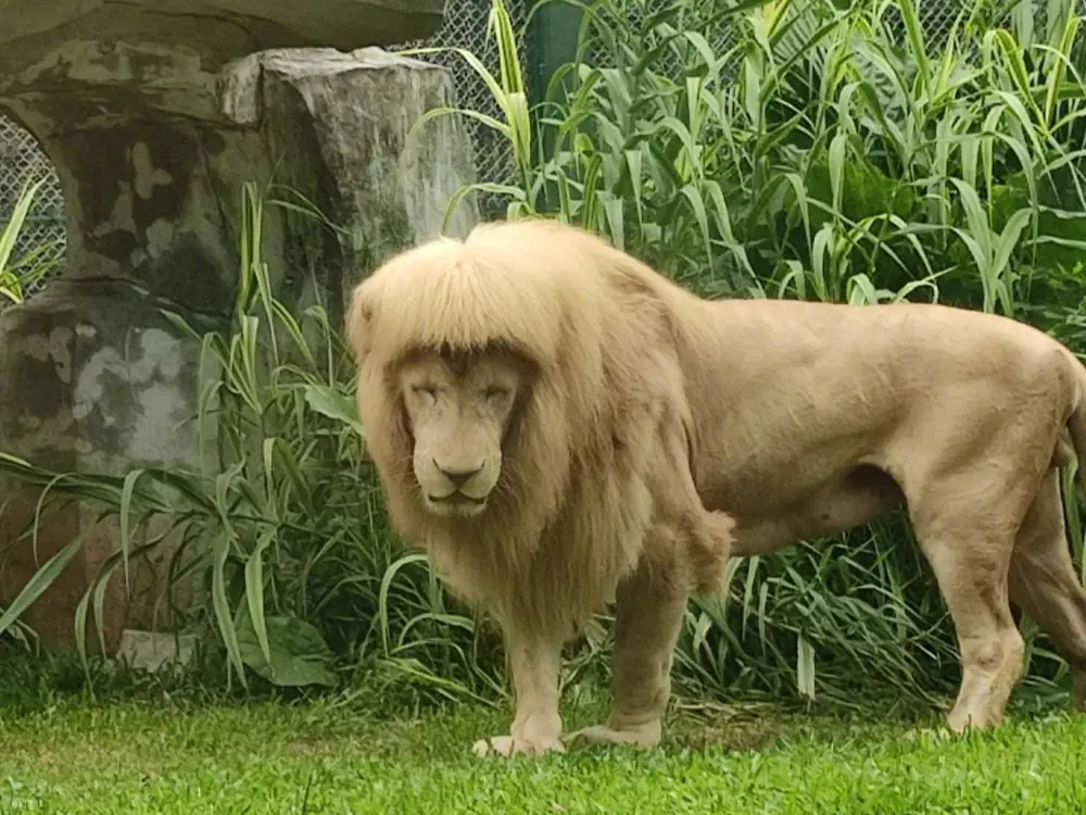 萬獸之王？廣州獅子「妹妹頭瀏海」髮型爆紅，動物園曝光原因笑翻全網