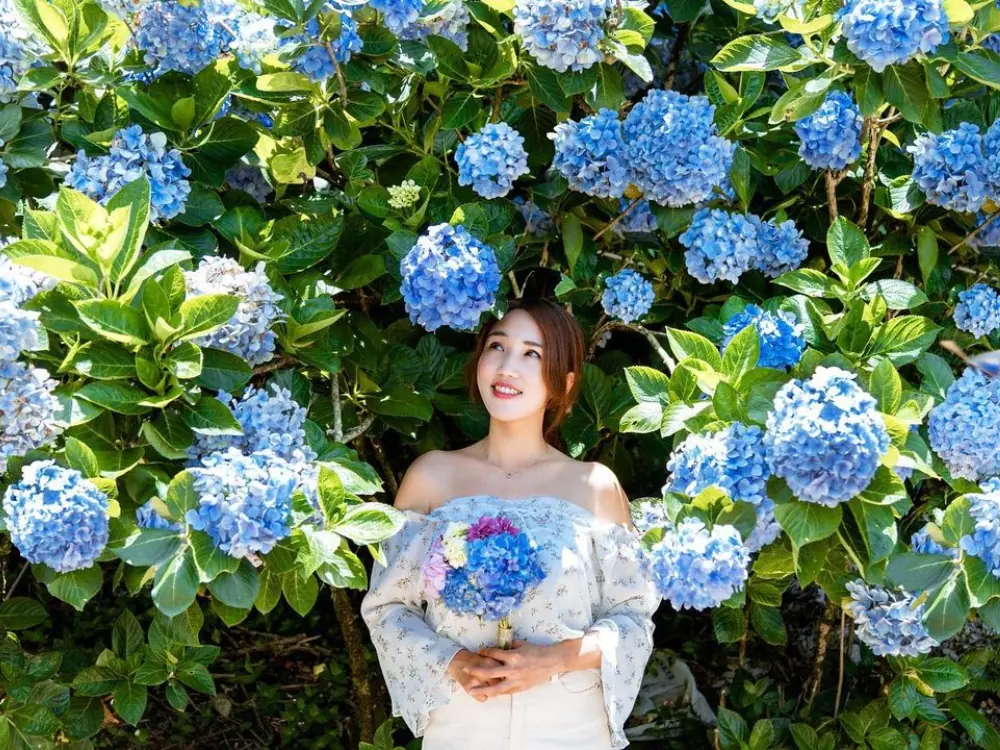 2022 繡球花季來了！全台 5 個「繡球花打卡景點」推薦，美到以為是童話世界！