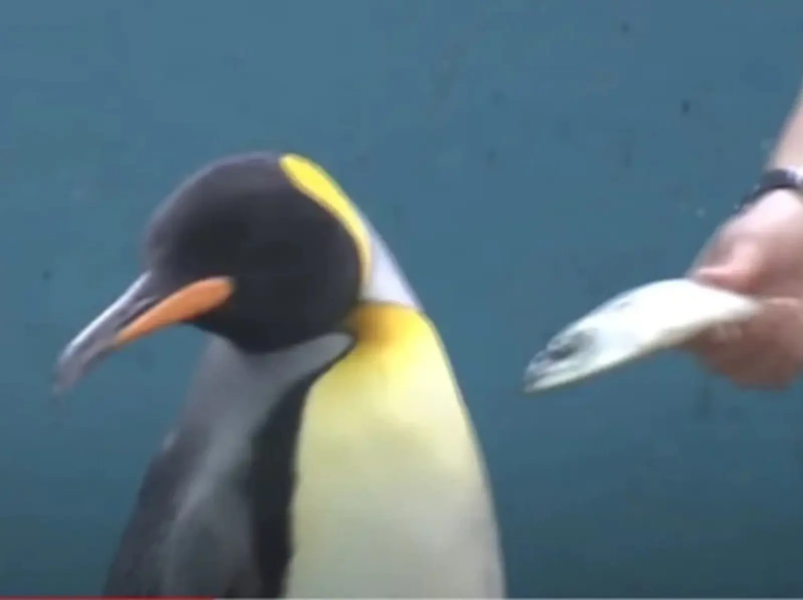 日本水族館為省成本換飼料，竟引來企鵝、水獺拒吃表達不滿！