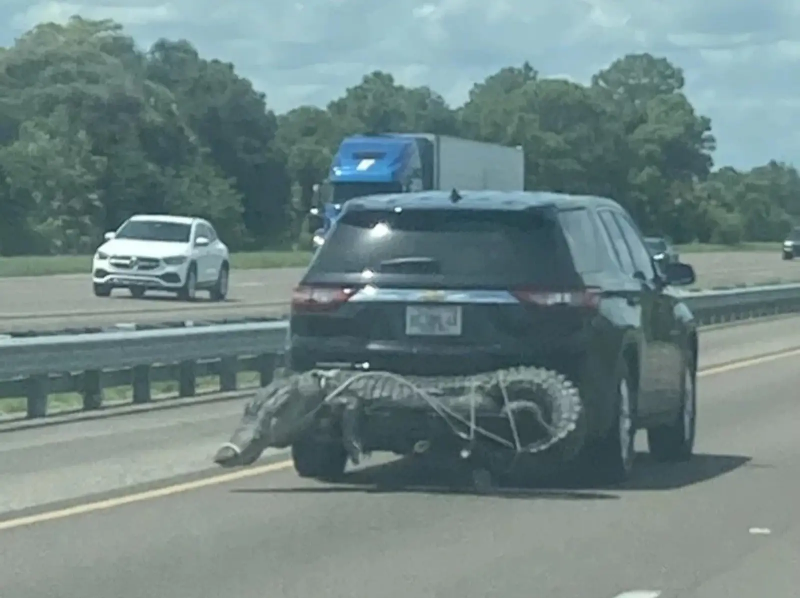 美國車主把「比車還寬」的鱷魚綁在車尾，超狂畫面曝光引熱議！