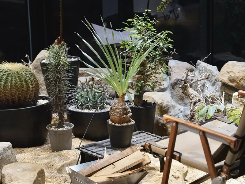 塊根植栽、戶外露營一次搞定！新型態選物空間 CLOUDLESS 展現都市 Outdoor 生活風格！