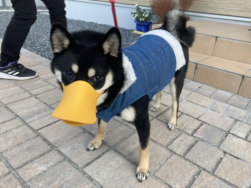 主人替柴犬戴上「鴨嘴嘴套」防止牠亂吃東西，沒想到卻創造出奇妙的生物？！