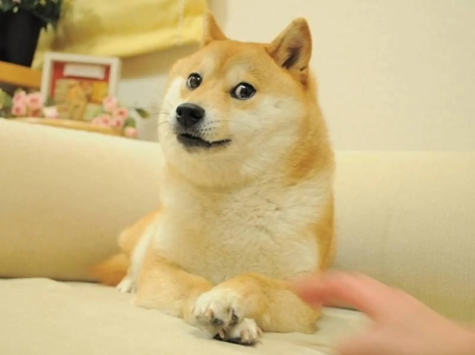 迷因梗圖「DOGE」柴犬再傳健康問題！主人回應 60 天未更新原因！