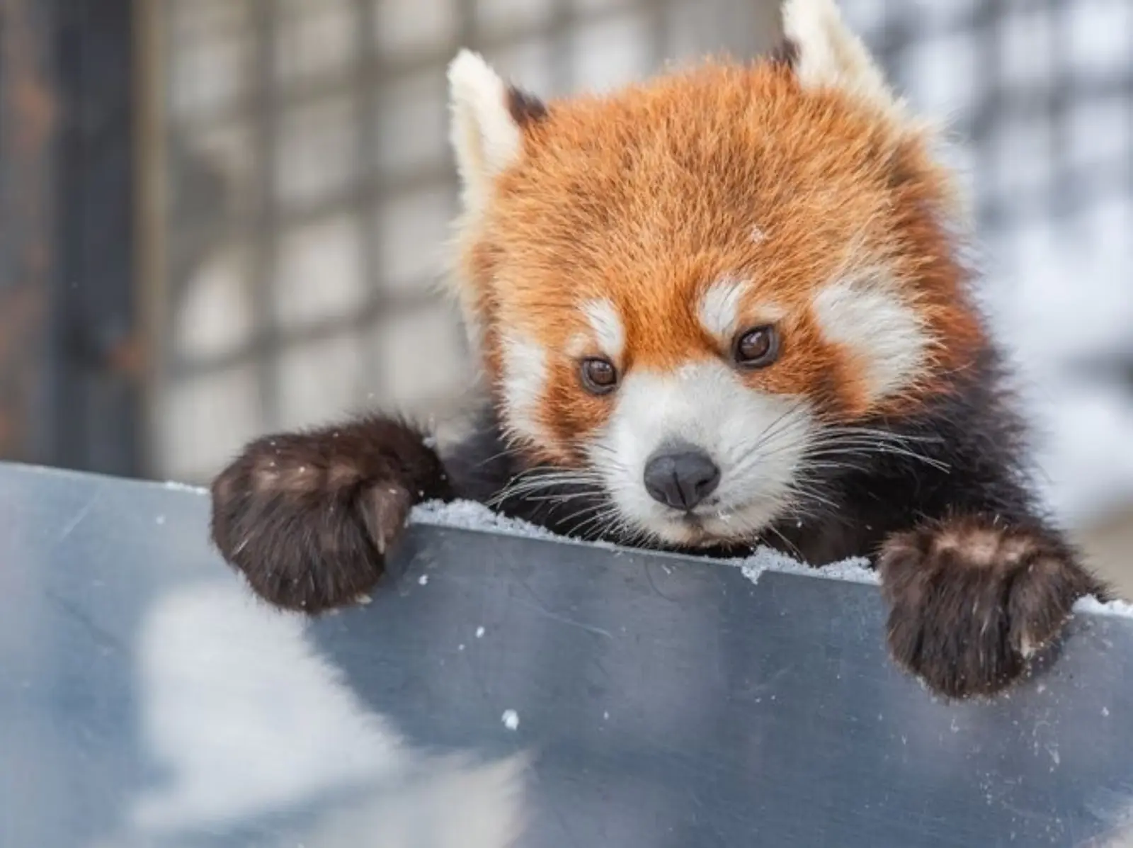 2025 北海道旭山動物園一日遊行程推薦：時間、交通、景點一次看！