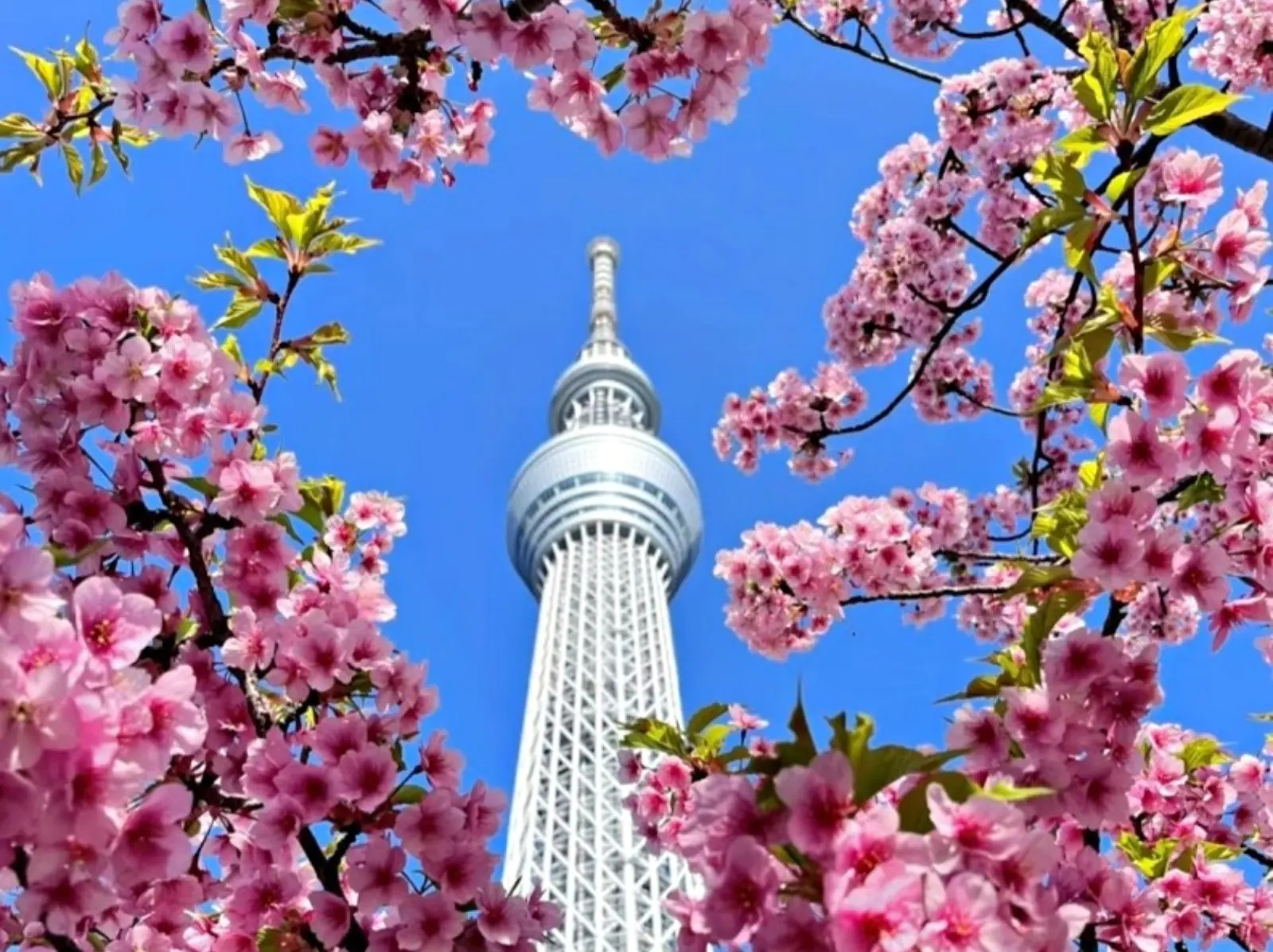 2025 日本賞櫻時間、地點大公開！新宿御苑、大阪城⋯櫻花滿開絕美景致必打卡！