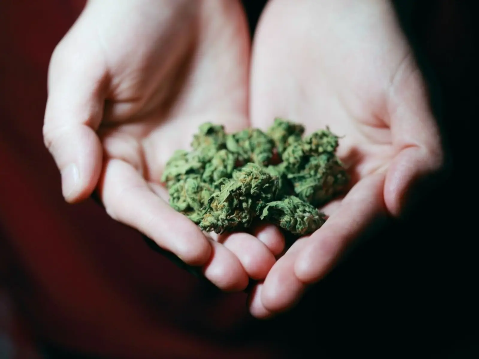 德國「大麻合法化」將在 4/1 起解禁，年滿 18 歲即可持有與種植！