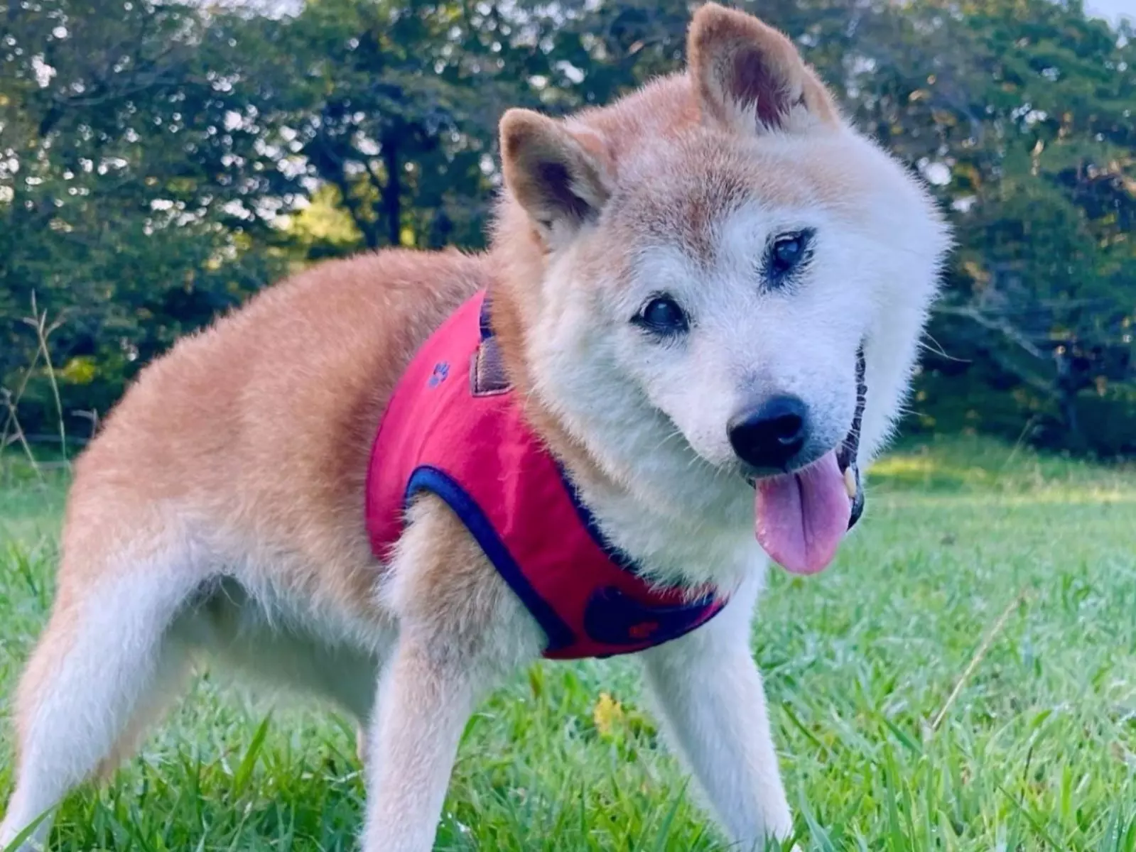 迷因梗圖「DOGE」柴犬本尊 Kabosu 因年邁離世，引粉絲不捨甚至還讓狗狗幣下跌！