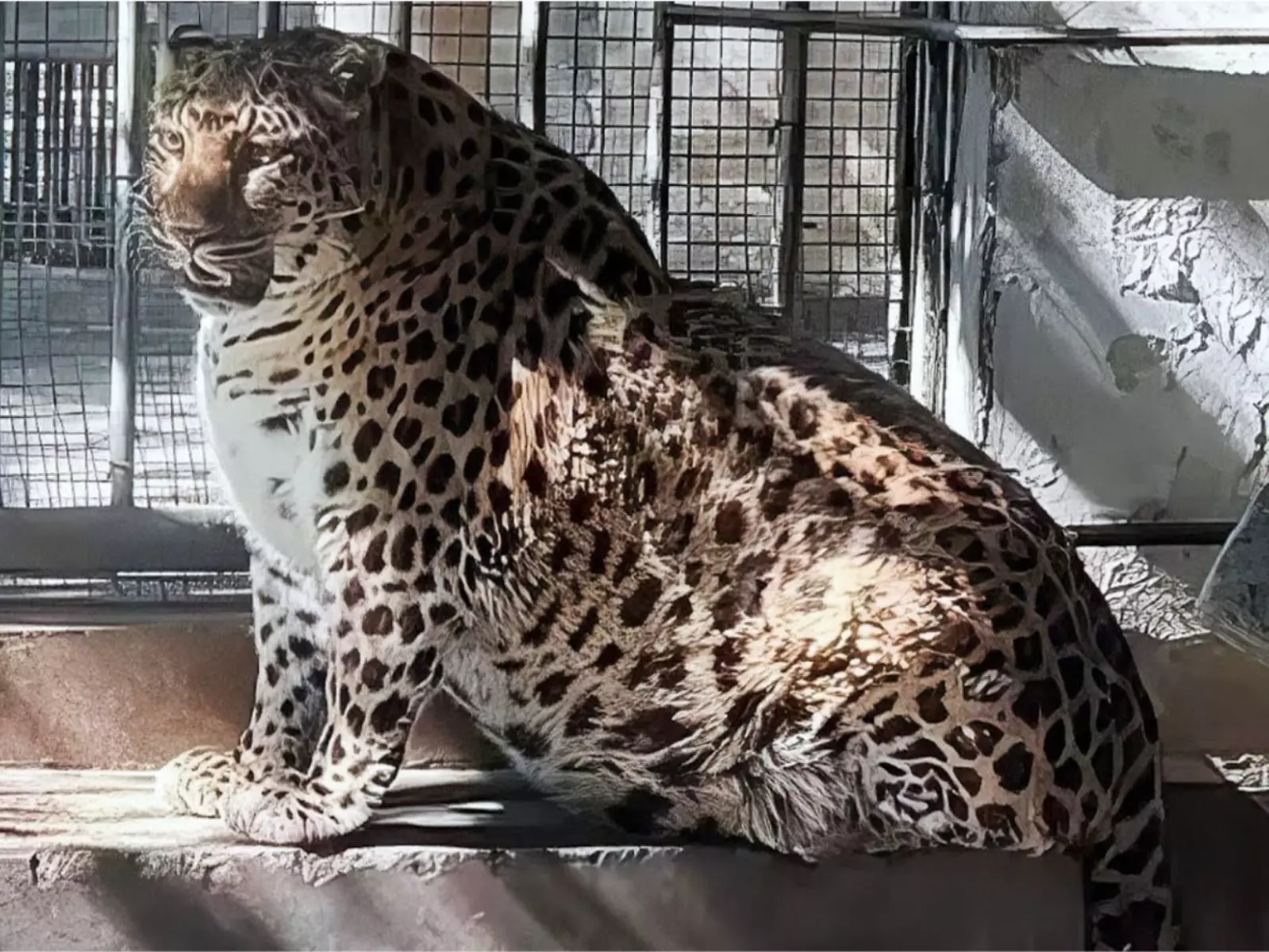 中國動物園一隻「胖獵豹」因神似《動物方程式》當中的胖警官爆紅，園方還為此換了更大空間給牠活動！