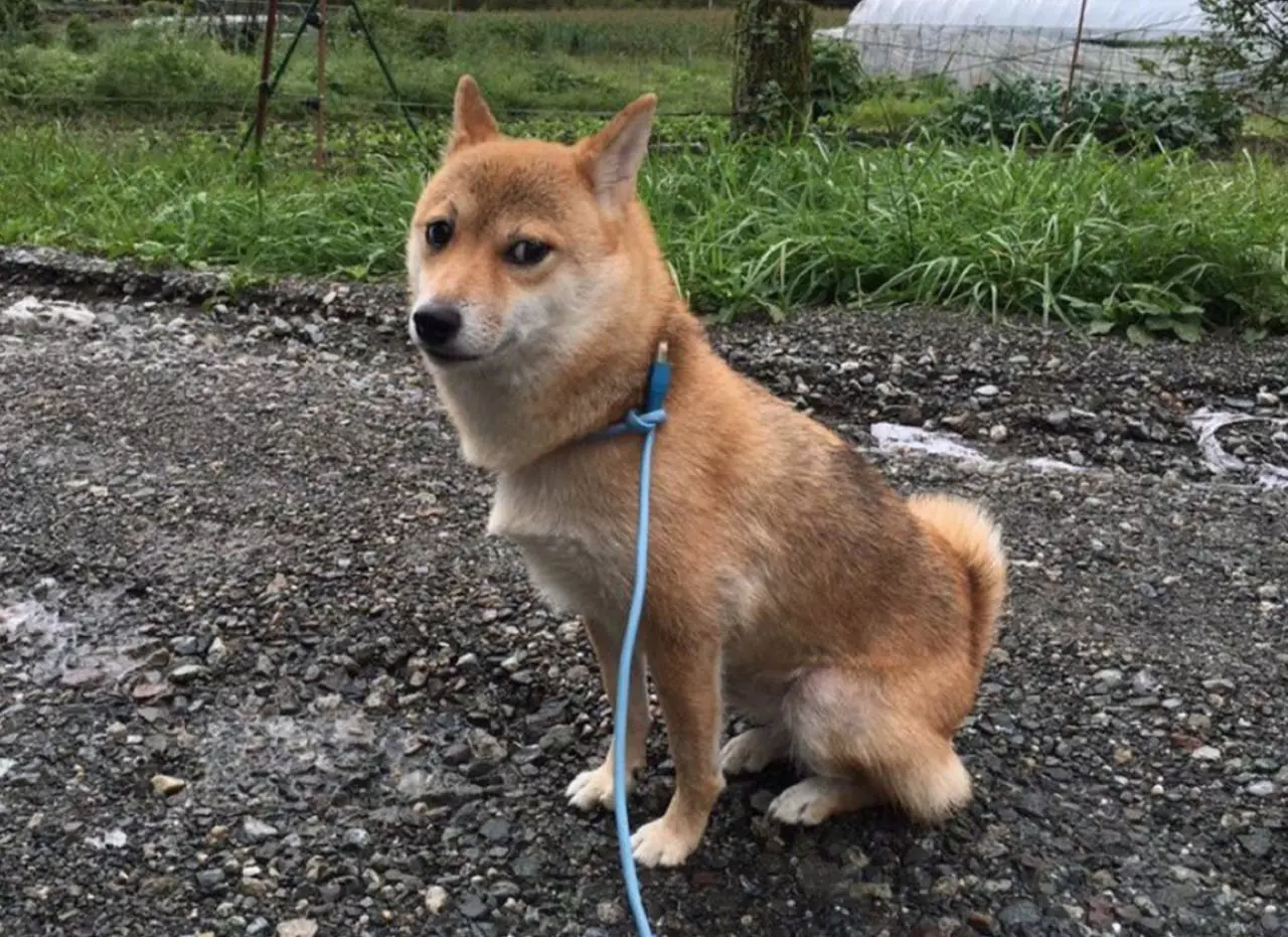 飼主忘記帶狗繩竟拿「網路線」替代，讓柴柴瞬間露出「鄙視眼神」引熱議！