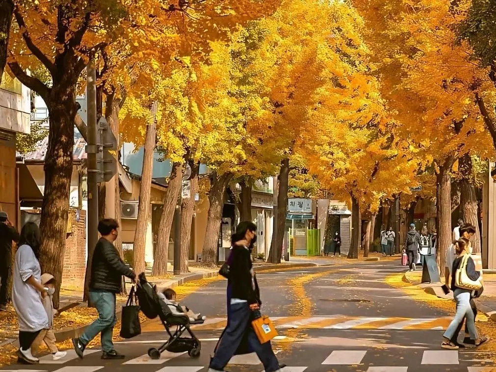 2024 韓國銀杏秘境景點 12 大推薦：時間、月份、必備用品⋯跟火紅楓葉一次看！