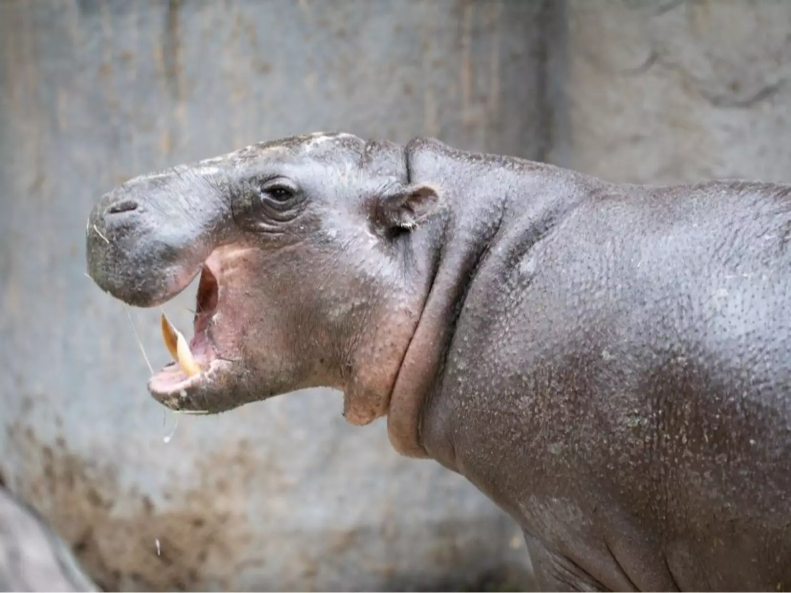 侏儒河馬 Thabo 逝世！入市立動物園 4 個月死因曝光！