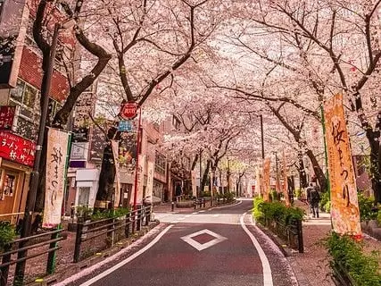 2025 日本東京櫻花季展開！賞櫻景點、最佳觀賞時機一次看！