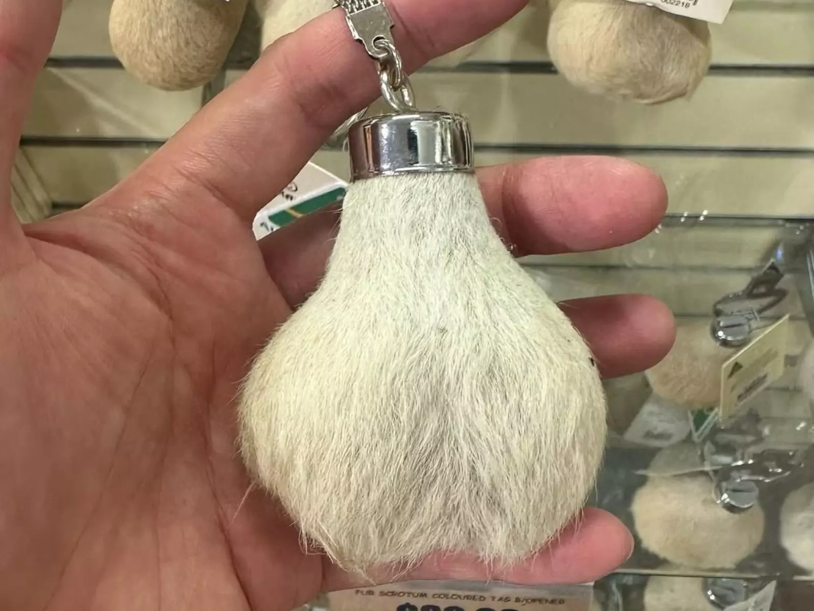 澳洲「袋鼠蛋蛋」紀念品是否進台灣？海關規範再掀熱議！