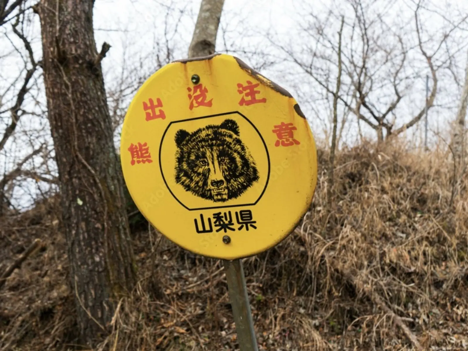 日本熊出沒地圖網站懶人包：熊出沒地點、遇熊自救方法⋯一次看！