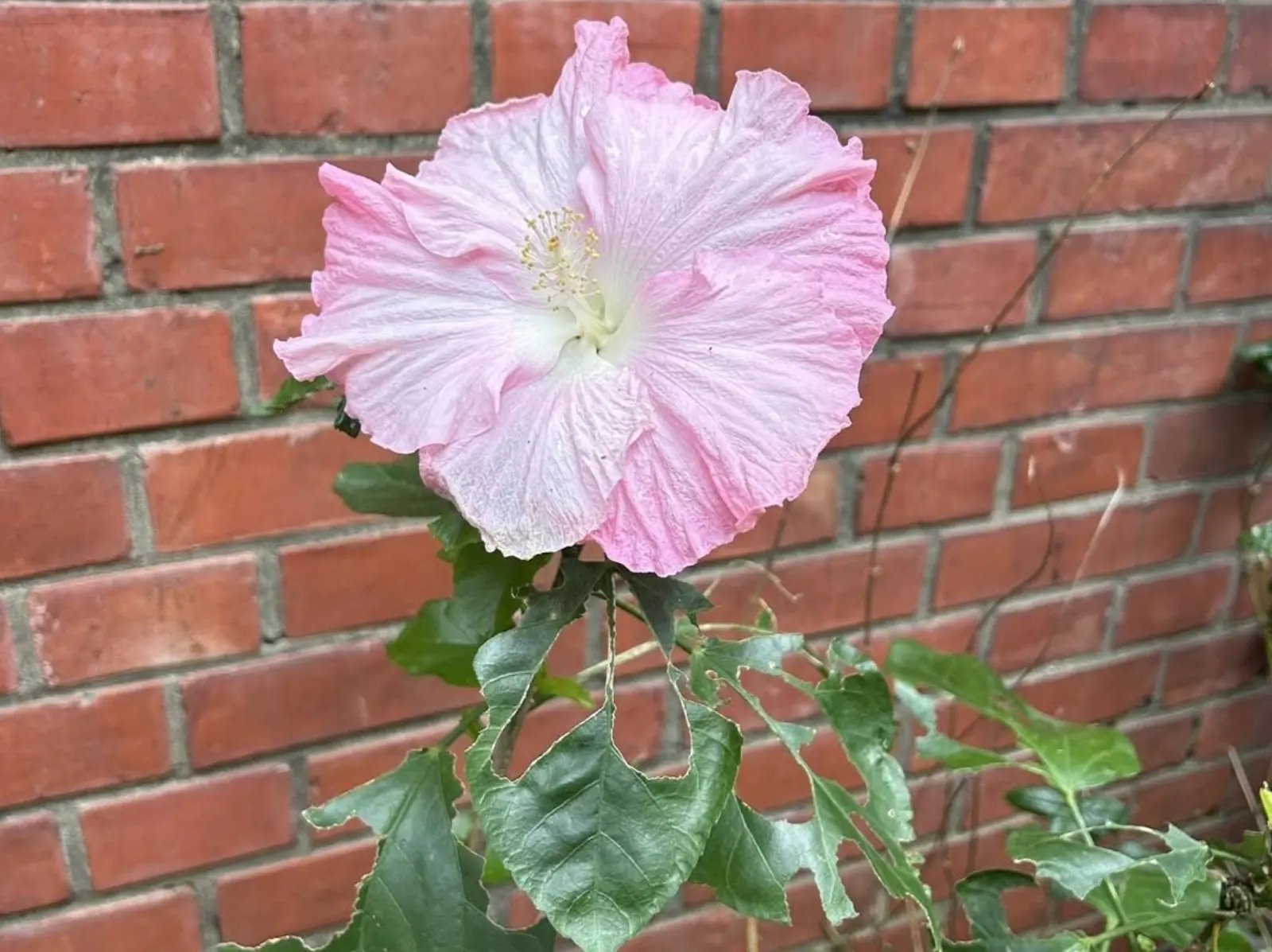 妳不必是光，妳只要允許自己在黑暗裡呼吸！《Alice 的情緒快遞》