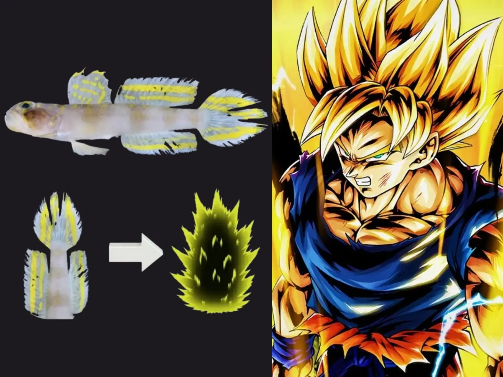 日本發現超中二新魚種！研究團隊直接命名「超級賽亞人」⋯網笑：七龍珠粉絲的狂喜！