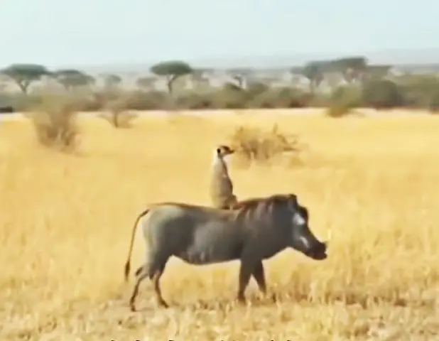 《獅子王》彭彭與丁滿真實存在！遊客非洲草原捕捉疣豬載狐獴超驚喜！