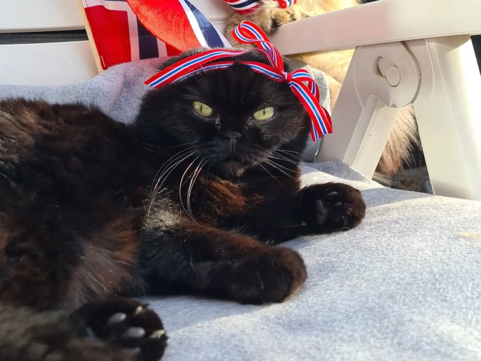 萌度爆表！胖胖黑貓黑到全身發亮！根本就是「行走的煤炭精靈」！