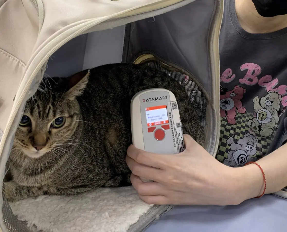 12/15 世界貓奴日別只顧吸貓！明年起家貓「未登記晶片」最高罰 1.5 萬！