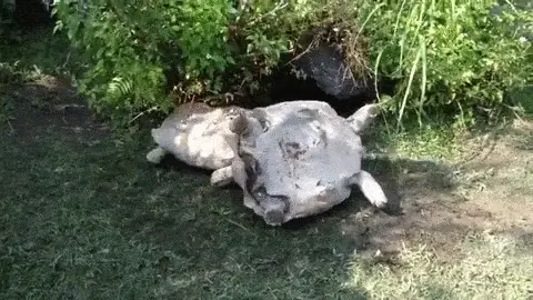 動物也是有感情的　台灣動物園超有義氣海龜創下超高點閱率！