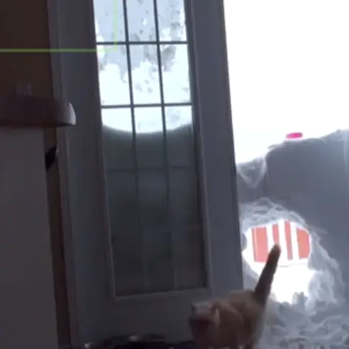 再多的雪也沒有辦法阻止這隻貓咪...當牠想吃飯的時候