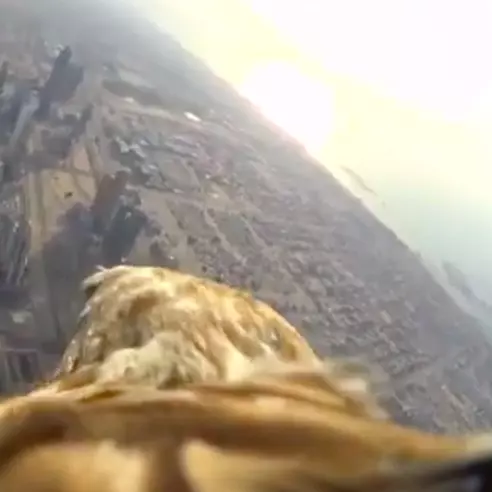 把 Sony Action Cam 相機裝在老鷹身上後飛越杜拜哈里發塔...只能讚嘆科技的力量！