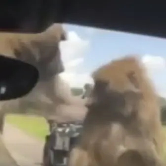 看到野生動物很開心 ! 　但如果看到「野生動作」的話？！