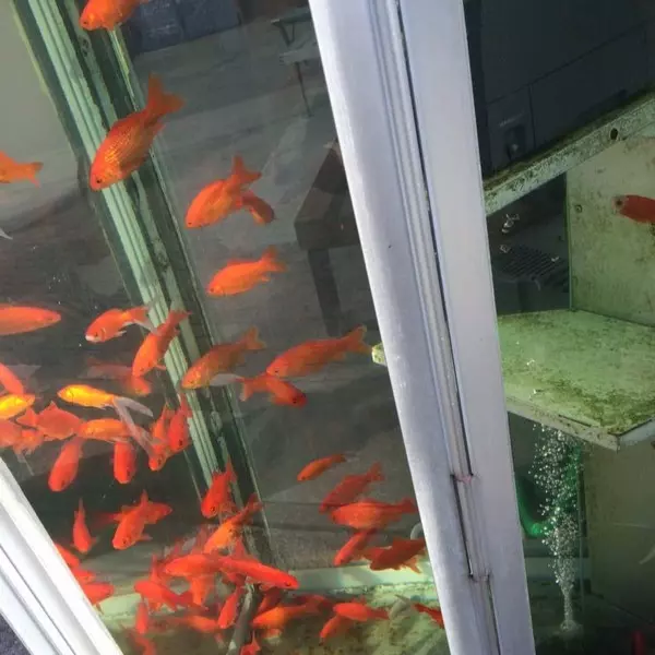 日本路邊出現驚人的「金魚電話亭」　絕對要抑制自己想打開門的衝動...