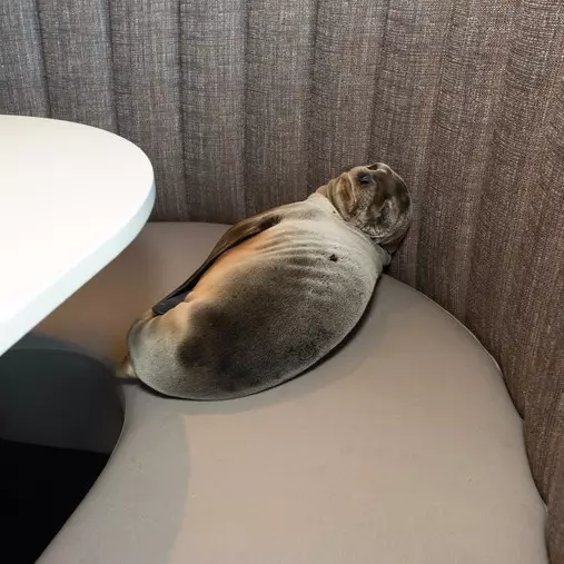 這隻飢餓的小海獅　聰明地自行上海鮮餐廳覓食！