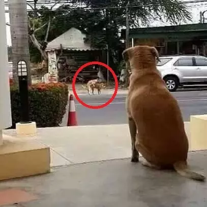 狗界的魯蛇？原來這隻小狗情人節也和我一樣悲慘...