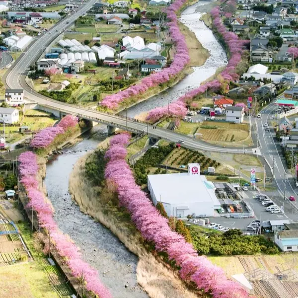 美翻！日本靜岡「河津櫻」花開　現在正是最佳賞花期！