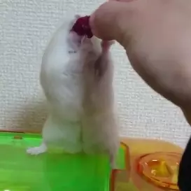 壞心主人餵食倉鼠卻不放手　結局卻讓所有人都吃驚了...