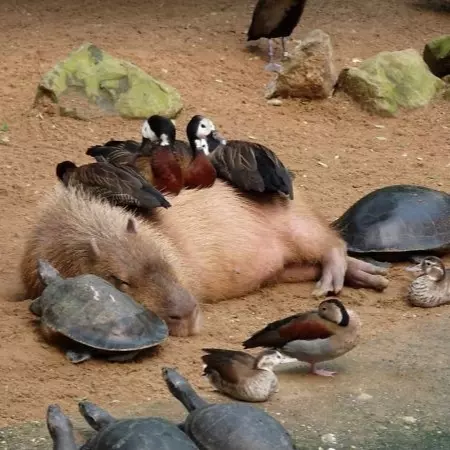 喜歡跟各種動物親近的水豚　讓網友直呼：太療癒了！