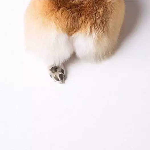 #發現 Instagram：這個專門收集柯基超萌屁屁的帳號，一定要 Follow！