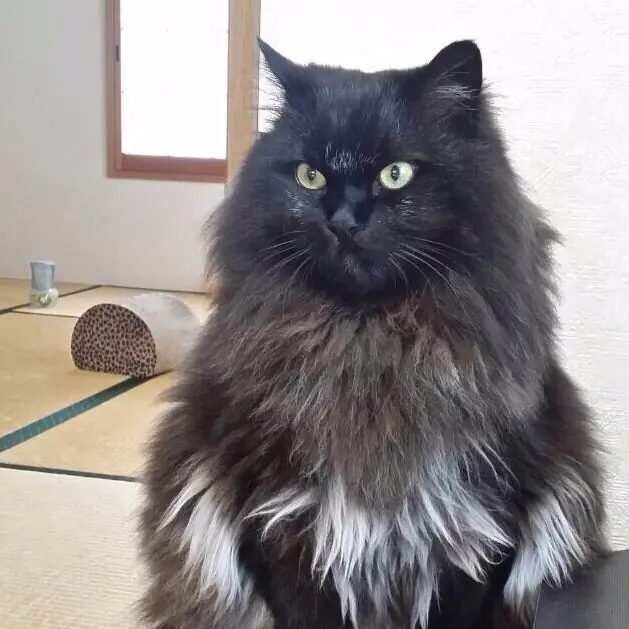 如何讓家裡的喵星人威嚴盡失？看看這隻貓咪「生無可戀」的表情...