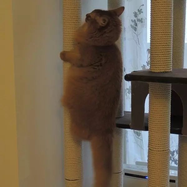 貓塔的新玩法？飼主忍不住吐槽貓咪：你這傢伙是蟬嗎？