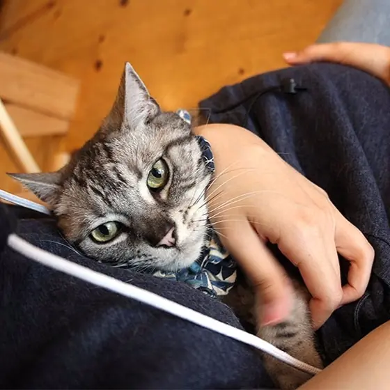 貓奴必敗！喵星人絕對超愛的 Mewgaroo Hoodie！