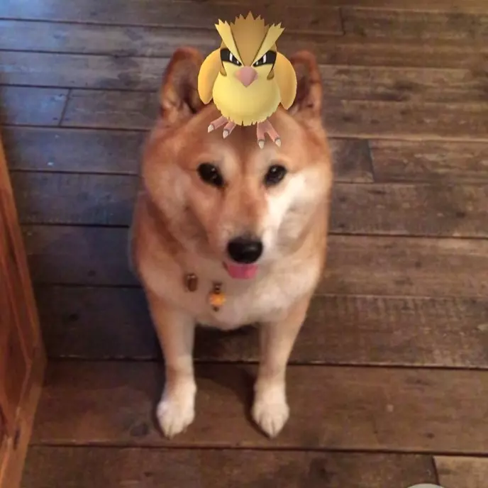 日本全國陷入《Pokemon GO》熱潮　開放一天內就發生超多爆笑事件！
