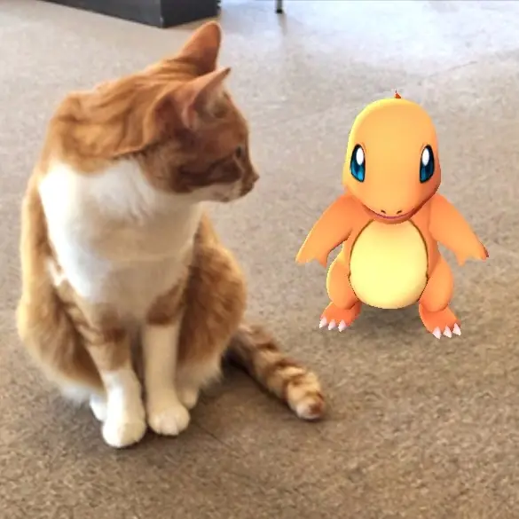 各國網友指證歷歷　家中的寵物居然能發現 Pokémon 的存在！