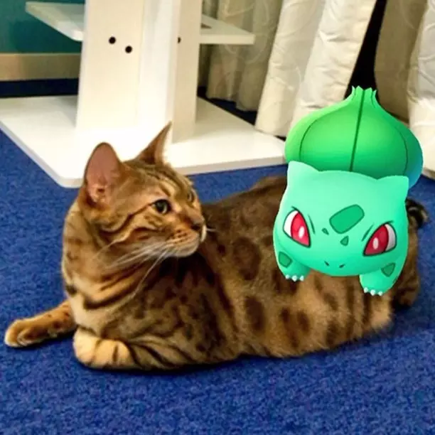 抓 Pokémon 的指路明燈，竟然是你的寵物？！